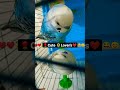 🌹Cute Lover's 🌹🌻❤💯 #lovers #shorts #lovebirds #parakeet #buggies #budgies