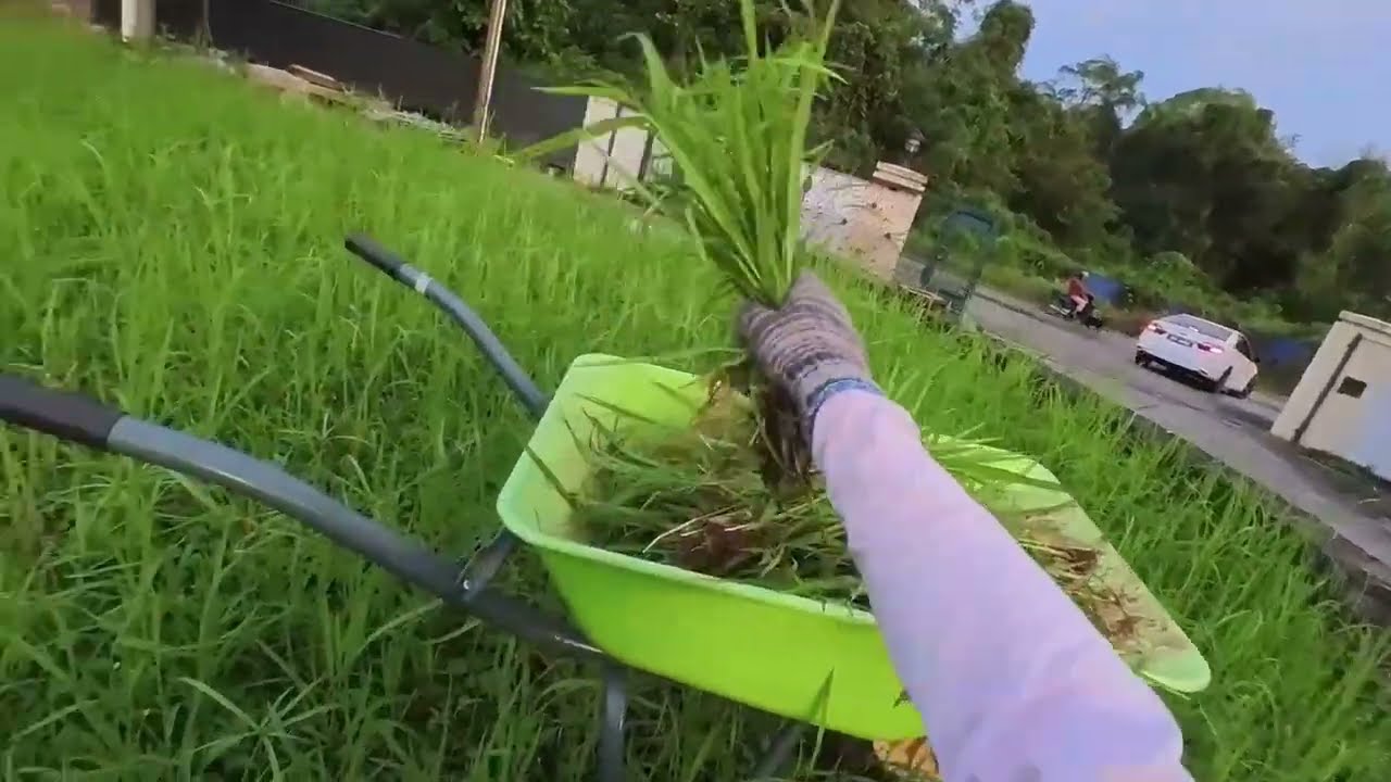 ASMR Grass Plucking Daily Workout Nature Sounds Day 17 Just more weeding