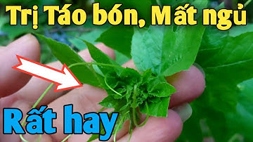 Bài thuốc trị Táo bón, Mất ngủ. PHAN HẢI channel.