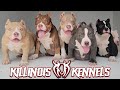 Gambar cover AMERICAN BULLY PUPPIES FOR SALE FROM THE WORLD FAMOUS KILLINOIS KENNELS