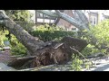 Упавшее дерево на Азина