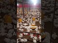 alhamdulillah ayam 18 hari,,bobot nya 900 gr lebih#ayambroiler #fyp