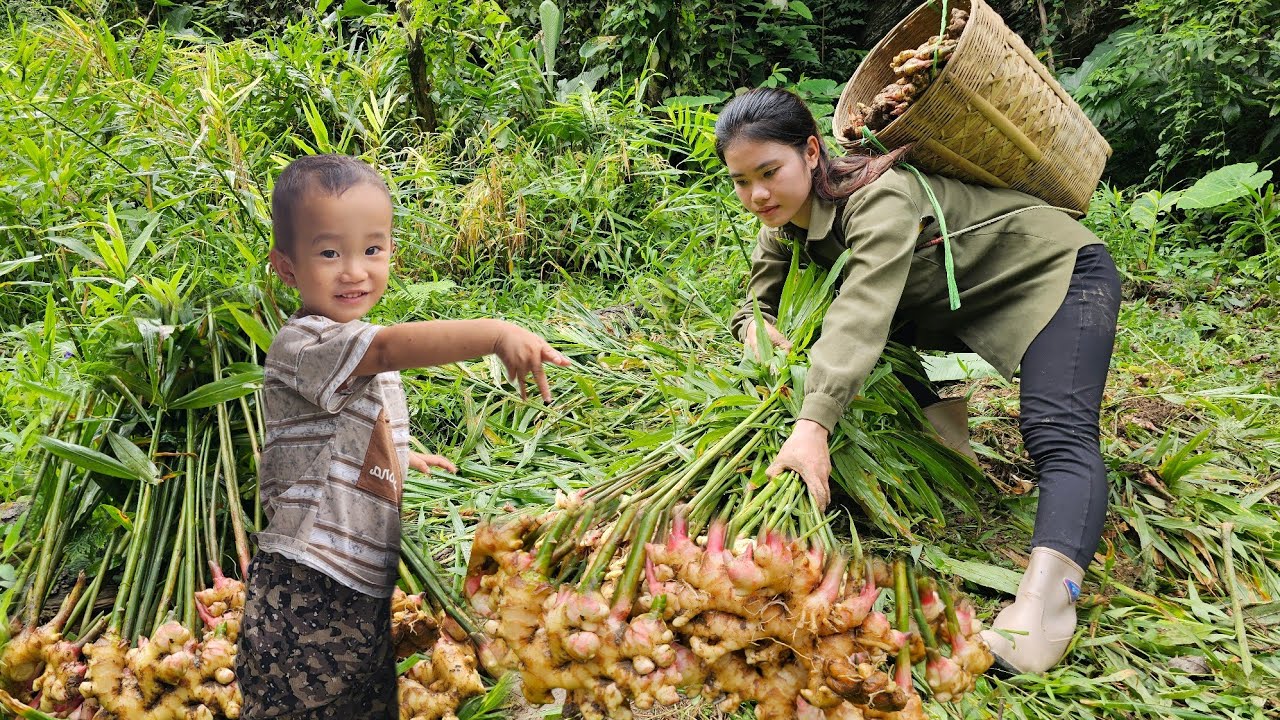 Сбор имбиря для продажи на рынке. Приготовление вкусных блюд из цветков имбиря и свинины.