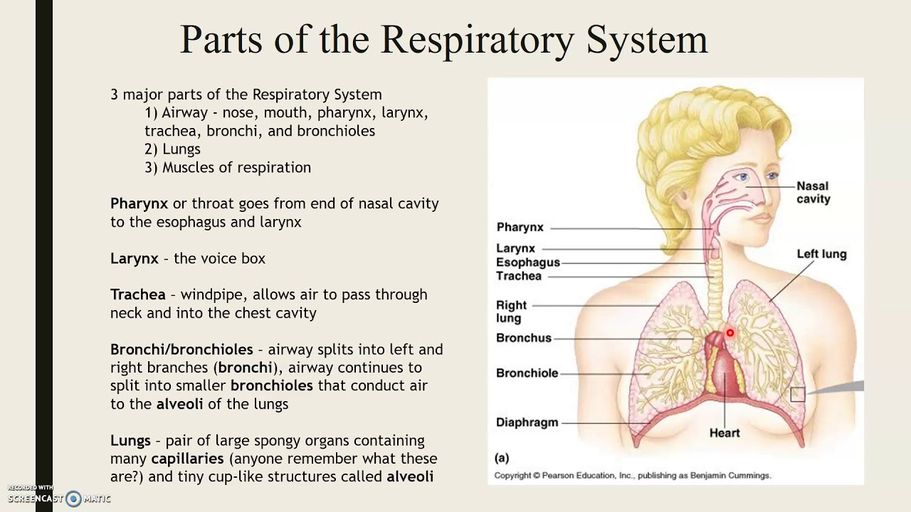 Lecture 5 - The Respiratory System, Part 1 - YouTube