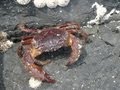 大きな「カニ」！Big crab