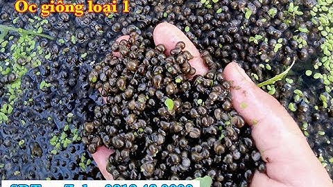 Dưỡng Ốc Bươu Con Mới Nở Không Cần BÈO CÁM - Ốc bươu đen giống, ốc nhồi giống Huế: 0812480000