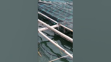 Cách Câu Cá Tráp Cho Người Mới Đánh ikada #shorts #ikada #fishing #seafishing #catrap #câucábiển