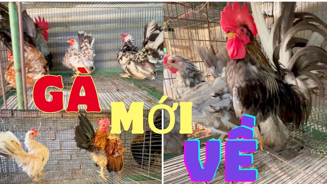 mới về lô gà kiểng gà thái .gà serama đủ màu sắc
