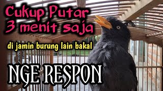 Cukup 3 Menit Jalak Kebo Langsung Gacor Emosi ‼️ ocehan jalak kebo jantan gacor