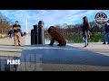COCKAPOO TUFFY | amazing obedience | 5 month old | distraction training | Nova dog trainers COCKAPOO TUFFY | amazing obedience | 5 month old | distraction training | Nova dog trainers