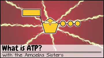 Chi paga le spese ATP?