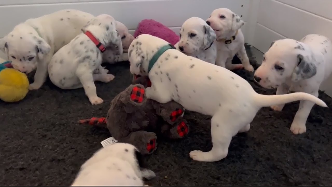 Dalmatian Puppies Play With Toys For