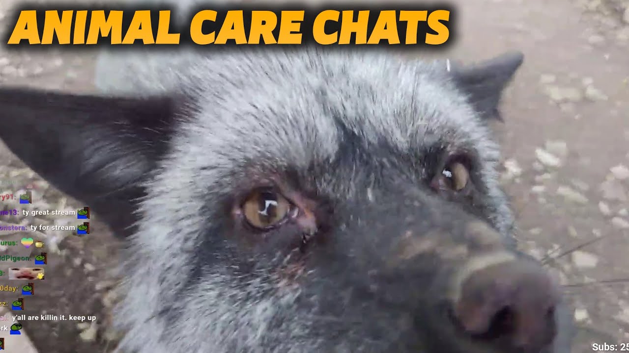 Fox Training | Animal Care Chats - YouTube
