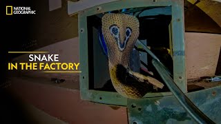 Snake in the Factory | Snakes SOS: Goa’s Wildest | Full Episode | National Geographic