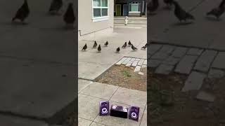 Viernes Y Las Palomas Lo Saben