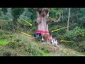 一棵千年金丝楠木被发现，是世界上最大的一棵，价值10亿