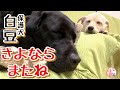 【子犬　保護犬　お別れ】保護犬白豆　さよならの日