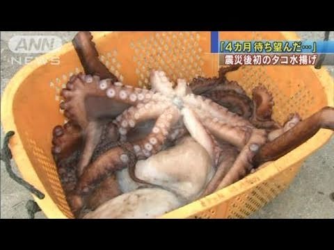 4カ月待ち望んだ 震災後初のタコ水揚げ 11 07 05 Youtube 4カ月待ち望んだ 震災後初のタコ水揚げ 11 07 05 Youtube