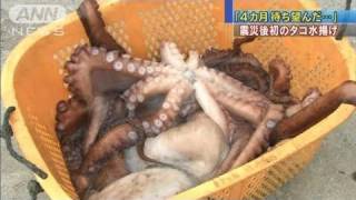 4カ月待ち望んだ・・・」震災後初のタコ水揚げ（11/07/05） - YouTube