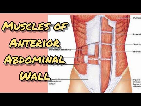 Muscles of Anterior abdominal wall