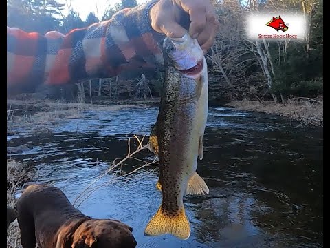 Trout Fishing Success