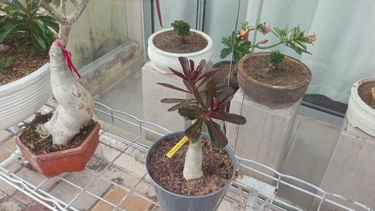 Floración de en casa