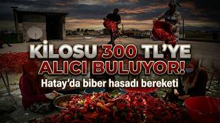 Kavurucu Sıcakta Zorlu Mesai: Hatay’ın Biberleri Salçaya Dönüşüyor
