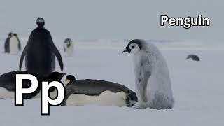 Wait… Did You Catch This Letter? | ABC A–Z Phonics Song for Kids