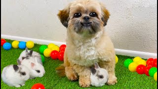 Funny Dog and bunny