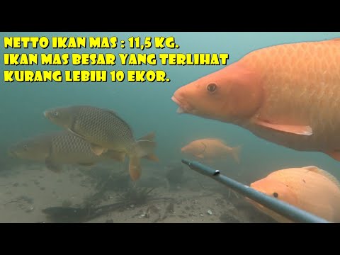 SARANG IKAN MAS BESAR DI DANAU TOBA, PULUHAN IKAN MAS BESAR DATANG MENDEKAT.