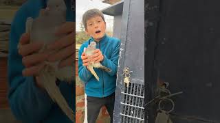 Kuşlara bakmaya geldim 🤣🤣🤣 #taklacıgüvercin #güvercin #hayvanlar #funny