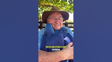 Hyacinth Macaw | Is one of the most beautiful parrot in the world 🦜