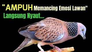 Download lagu Suara Burung Tekukur KUK 1 Gacor Paling Ampuh Untuk Pancingan Yang Malas Bunyi