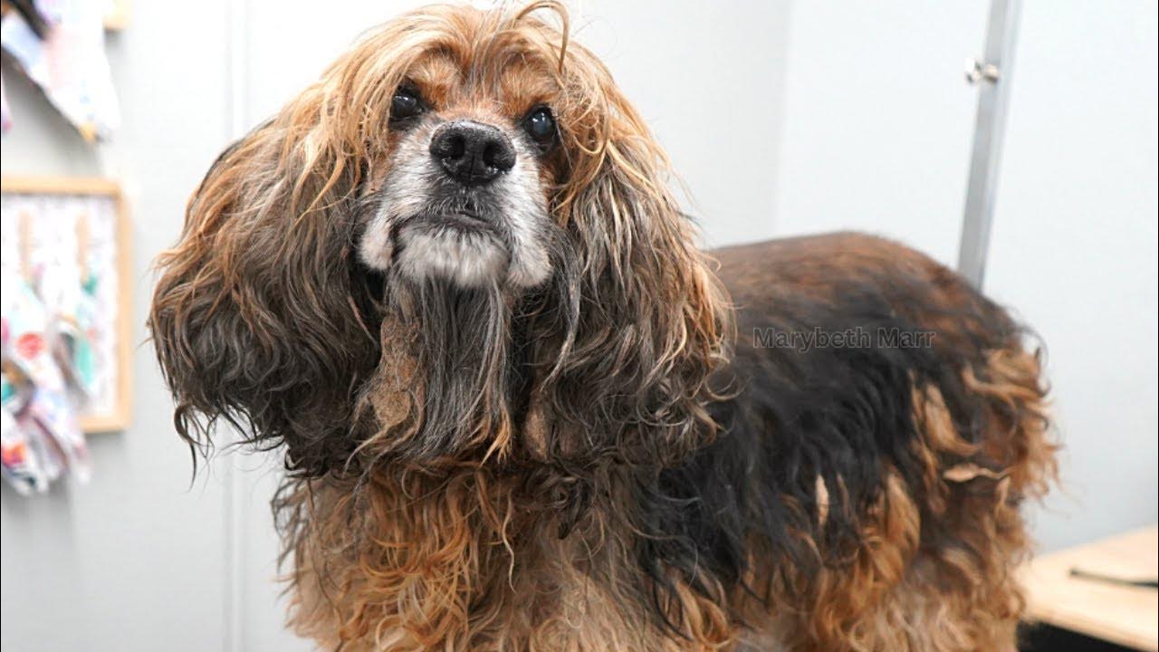Severely Matted Cocker Spaniel Gets A Fresh Start YouTube