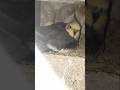 what David what are you doing baby #parrot #cat #shortvideo #viral #funny
