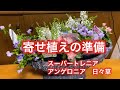 【夏の寄せ植えを作ろう】スーパートレニア アンゲロニア ニチニチソウ