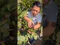 Delicious fig harvesting from Farm by Rural | sweet fruit #shorts #fruits