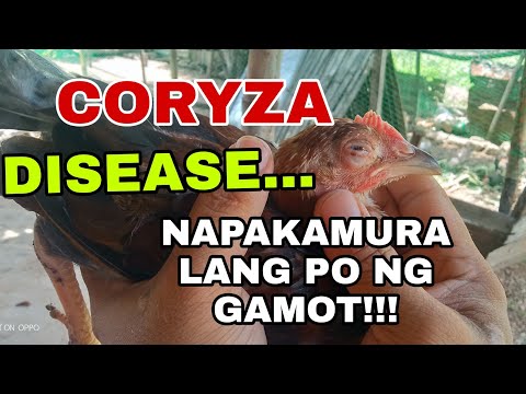 MGA GAMOT SA SAKIT NA CORYZA /HOW TO TREAT AVIAN CORYZA | THE FARM BOY VLOG