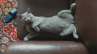 Opal the #Russianblue waking up, Fondly. by Let my cat sleep 1,481 views 3 years ago 1 minute, 19 seconds