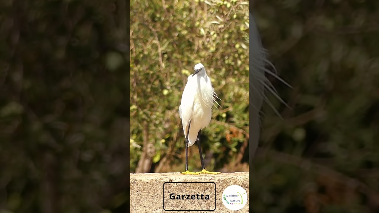 Garzetta - (Egretta garzetta) 