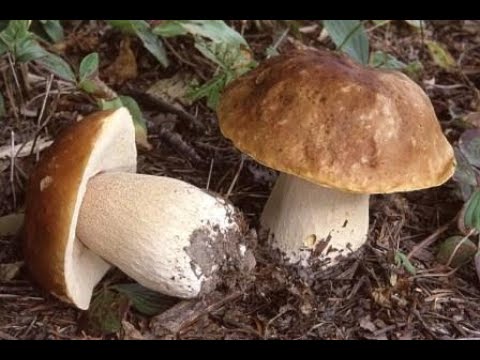 Video: Porcini Mantarı Nasıl Büyür?