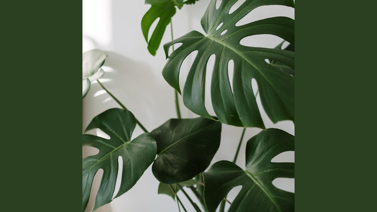 Guarda Bring it back su YouTube Guarda Bring it back su YouTube