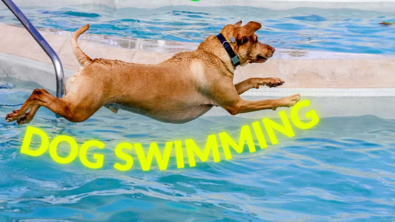 How to Train Your Dog to Swim: A Step-by-Step Guide
