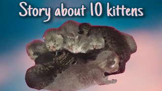 The story about 10 kittens | A Cat That Gave Birth to 10 Kittens!