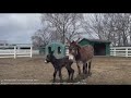 Rescued donkey named Diane delivers a sweet baby boy