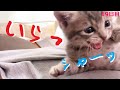 【保護猫】飼い主を寝床にする猫シリーズ～番外編～寝かしつけが下手な飼い主にキレた子猫【生後32日】kitten who was sleepy but couldn't sleep