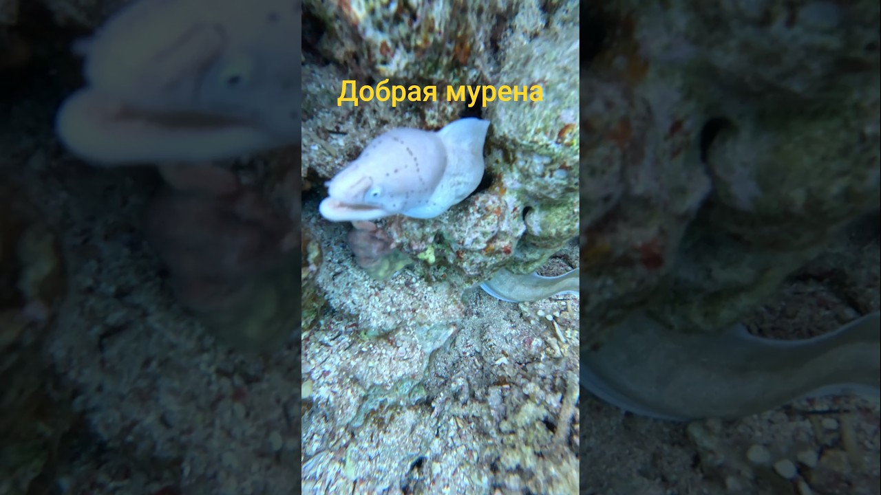 Мурена|Красное море|Султан Гарденс ресорт 