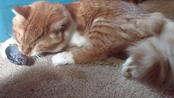 Cats go Crazy for Catnip Fish