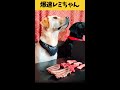 【ASMR 爆速レミちゃん28】猪鹿羊のあばら三昧したレミちゃん/咀嚼音/Raw Feeding Dogs asmr #shorts