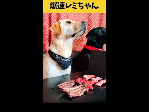 【ASMR 爆速レミちゃん28】猪鹿羊のあばら三昧したレミちゃん/咀嚼音/Raw Feeding Dogs asmr #shorts